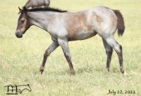 Blue Whip Topping MA's 2022 blue roan filly